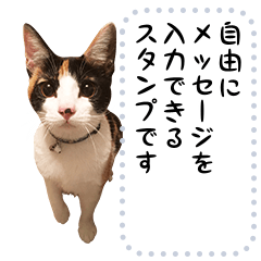 [LINEスタンプ] 三毛猫のメッセージスタンプ