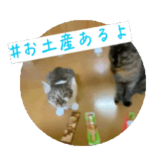 [LINEスタンプ] ハッシュタグと猫