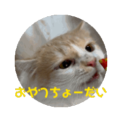 [LINEスタンプ] 動くLATTE