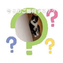 [LINEスタンプ] ピトスタンプ ハチワレ猫