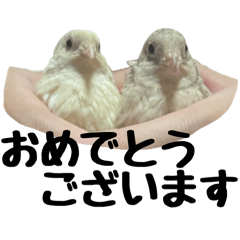 [LINEスタンプ] Q:何の鳥？A:ヒメウズラです（敬語や反応）