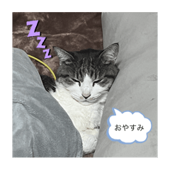 [LINEスタンプ] いつまでも可愛い猫