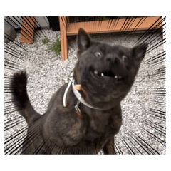 [LINEスタンプ] 甲斐犬のうたちゃん