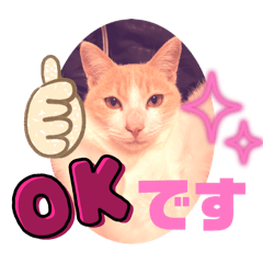 [LINEスタンプ] 毎日使える♡ かわいい猫 日常 スタンプ