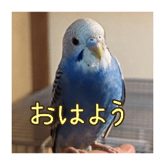 [LINEスタンプ] セキセイインコのうたちゃんスタンプ