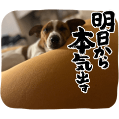 [LINEスタンプ] Jack_Russell_Terrier_10