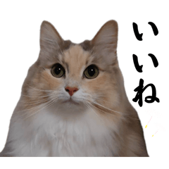 [LINEスタンプ] チャチャ、時々ココ