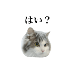 [LINEスタンプ] やさぐれまふぃんちゃん。(50音順)