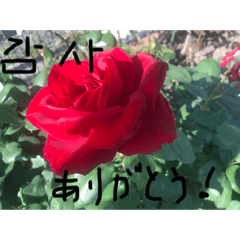 [LINEスタンプ] 薔薇公園