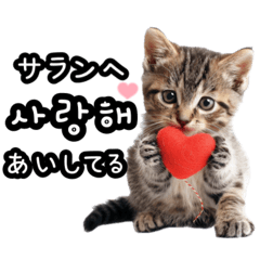 [LINEスタンプ] 毎日使える猫ミーム【韓国語・ハングル】