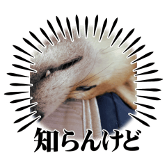 [LINEスタンプ] 柴犬はっちゃんスタンプ4