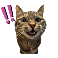 [LINEスタンプ] たぬきみたいな猫