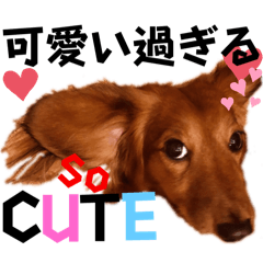 [LINEスタンプ] ミニチュアダックスフンド瑠風1.7の画像（メイン）