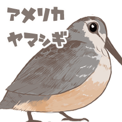 [LINEスタンプ] 動く！アメリカヤマシギの画像（メイン）