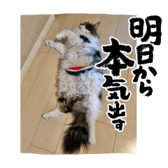 [LINEスタンプ] Gattoスタンプ