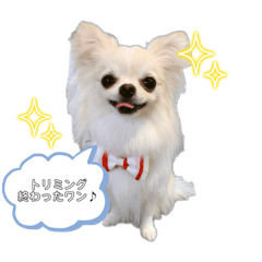 [LINEスタンプ] ロングコートチワワ(クリーム)の日常♪の画像（メイン）