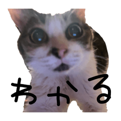 [LINEスタンプ] ゆる文字猫スタンプ