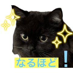 [LINEスタンプ] 黒猫 ルナ院長 144にゃんめ