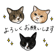 [LINEスタンプ] らいむ＆きなこ＆たいがー