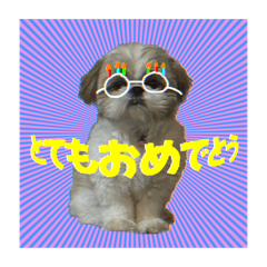 [LINEスタンプ] シーズーのボンちゃん