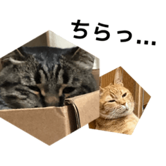 [LINEスタンプ] うちの猫と友達の猫！！