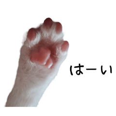 [LINEスタンプ] 猫・にゃんこ日常会話