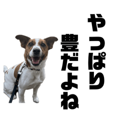 [LINEスタンプ] Jack_Russell_Terrier_12の画像（メイン）