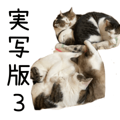 [LINEスタンプ] 《実写版》ゆる猫の日常あいさつ 3