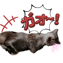 [LINEスタンプ] うち猫スタンプです