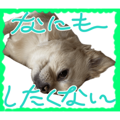 [LINEスタンプ] 我が家のシフォンさんスタンプ