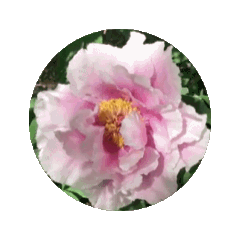 [LINEスタンプ] 薄白紫の牡丹の花の動的スタンプ.