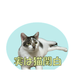 [LINEスタンプ] 猫関白スタンプ