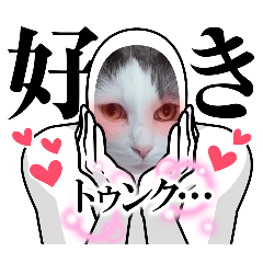 [LINEスタンプ] ねこのしらたま キモかわスタンプ