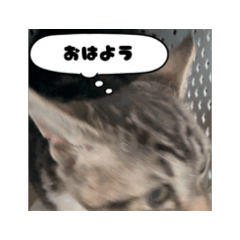 [LINEスタンプ] 癒しのラムの画像（メイン）