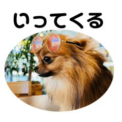 [LINEスタンプ] Y家のワンパク犬withしらたま