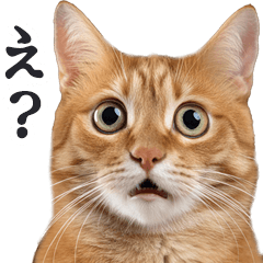 [LINEスタンプ] リアルな猫ミーム（やさしい日常）