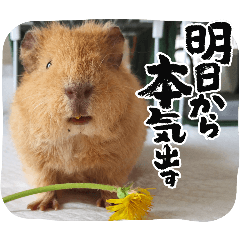 [LINEスタンプ] なかよしモルモット