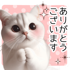 [LINEスタンプ] 毎日使える♥かわいすぎる猫♥