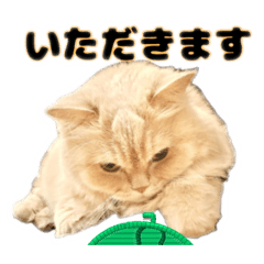 [LINEスタンプ] 気の優しい猫のミルキー君①