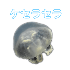 [LINEスタンプ] 癒しのシンガーソングクラゲー