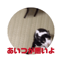 [LINEスタンプ] 動くさとうけのねこ