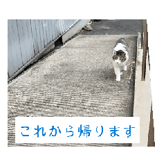 [LINEスタンプ] しげるくんの日常使えるスタンプ動画