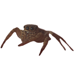 [LINEスタンプ] 色んなハエトリグモJumping spider