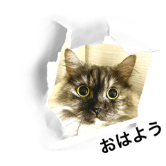 [LINEスタンプ] あいさつcat