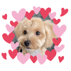 [LINEスタンプ] れおずSTAMP