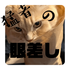 [LINEスタンプ] ねこだよ‼︎‼︎