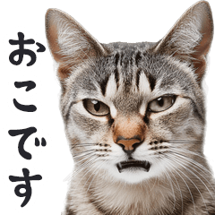 [LINEスタンプ] リアルな猫ミーム（ちょい敬語）