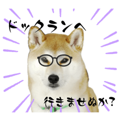 [LINEスタンプ] 柴犬北斗のスタンプ①