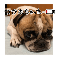 [LINEスタンプ] ぶさかわ犬スカイ君3