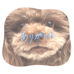 [LINEスタンプ] もかすたんぷ実写版